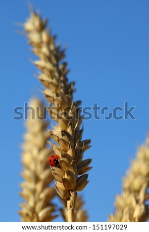 Wheat grain ear and a resting ladybird/Ladybird in Wheat