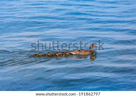 A duck family is swimming on the water/All Little Ducklings Behind Mom
