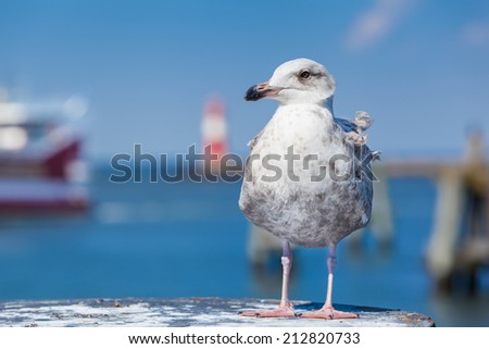 A seagull at the foreground of a harbor scenery/Harbor Bird