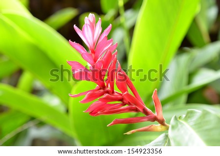 Torch Ginger plant