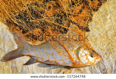 Greater Bony Lipped Barb ;fish freshwater