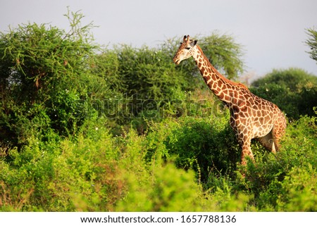Shutterstock Puzzlepix