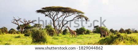 Masai Giraffe, Massai-Giraffe in Amboseli National Park, Kenya, Africa