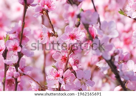 Similar – Foto Bild Rosa Pfirsichblüten an Ast auf gelbem Hintergrund, Makroaufnahme