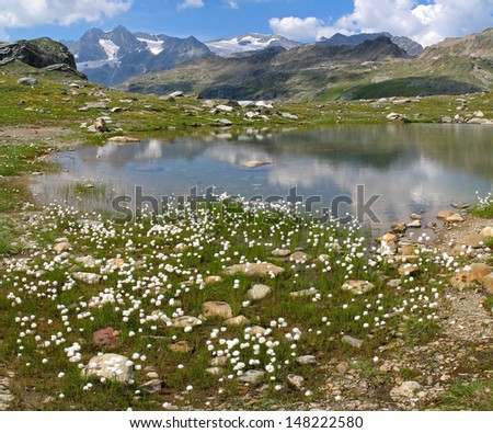 Italian Alps, Valtellina mountains, Cotton grass