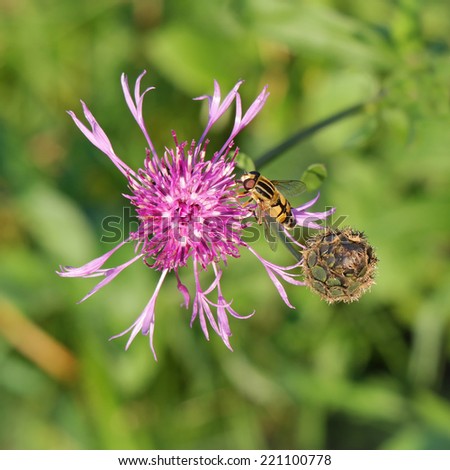 late summer Meadow, Centaurea jacea, brown knapweed with insect