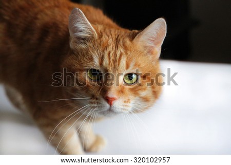 Red cat on the table looking with attentively eyes at camera