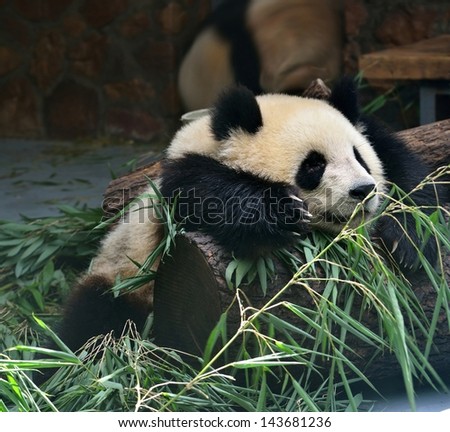 The giant panda. I take a nap after lunch