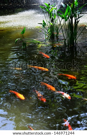 The colorful brocade carp swimming in the pond