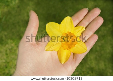 Hand holding flower above grass