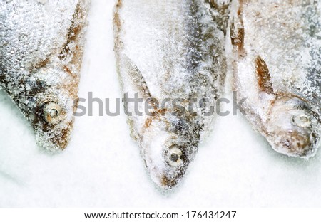Fresh fish on the snow, ice fishing, outdoor shot with shallow DOF and particular focus on the fish heads