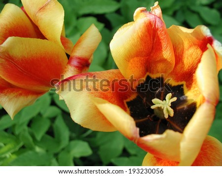 overhead macro shot of tulips , outdoor shot