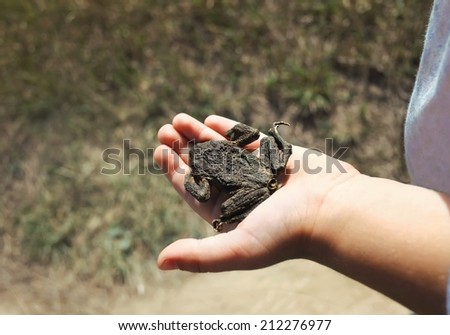 Child hand holding a dead toad
