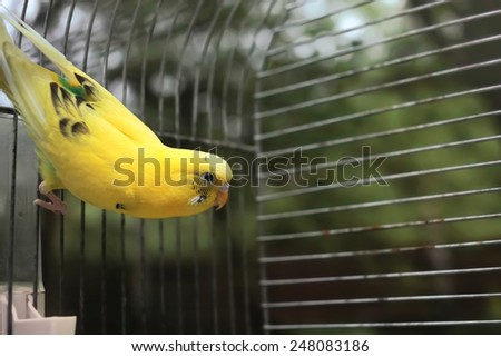 uptight playful budgie ready to fly, close up outdoor shot