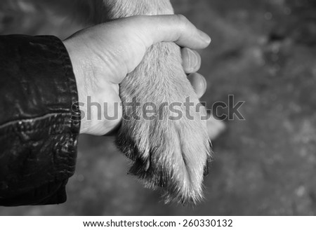 Male hand in a jacket holding dog paw, concept of pet care and friendship in black and white