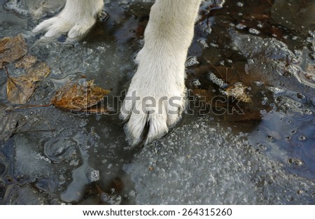 Paws of a dog standing in a puddle with dirt and ice, outdoor horizontal shot