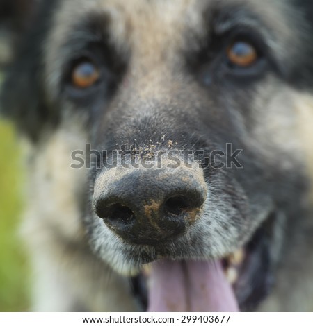 Portrait of a shepherd dog with a tilted head and serious gaze, focus on the dirty snout, outdoor square shot