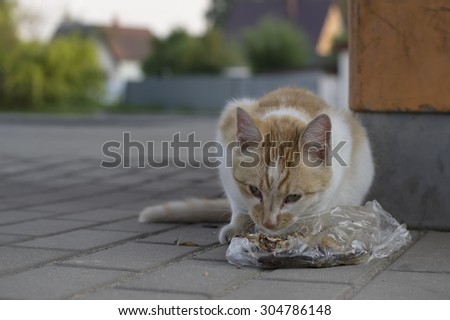 Stray red cat eating leftovers on the street, closeup outdoor shot with blurred background