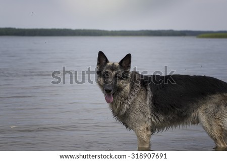 Shepherd dog standing in water on a lake shore, cropped horizontal shot