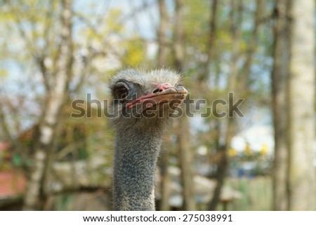 Ostrich at the zoo in the spring  ,red beak