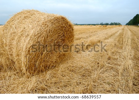 field after harvesting crops. autumn