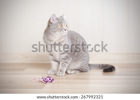 gray tabby cat sitting on the floor next to the bow, and looks away.