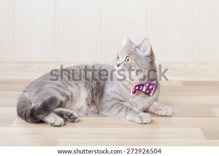 gray striped cat lies on the floor with a beautiful bow at the neck