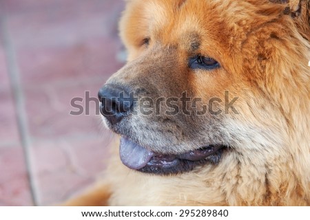 beautiful red dog chow, close-up