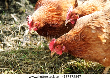 Chickens on traditional free range poultry farm. Flock of chickens grazing on the grass. Portrait of a red chicken