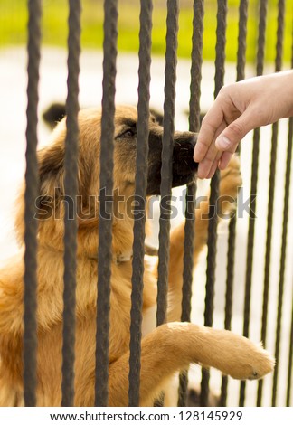 Dog In Jail Waiting For Adoption