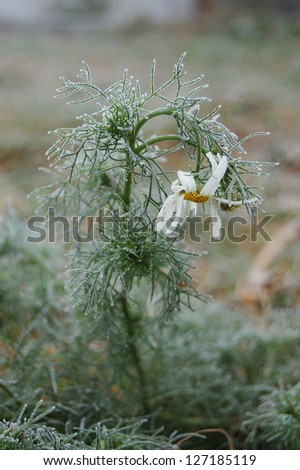 Icy flower of chamomile on the icy ground. Chamomile covered with morning frost. Flower in frost. macro photo. Close-up of flower Grass texture in frost. Leaves texture in frost