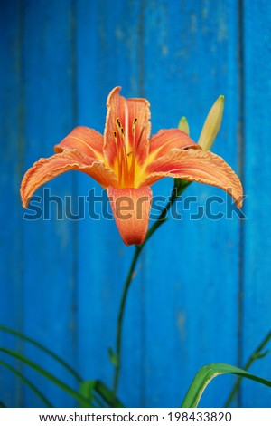 An orange flower on a contrast blue background. orange lily. One orange lily flower. Isolated on blue background. Summer flower decoration