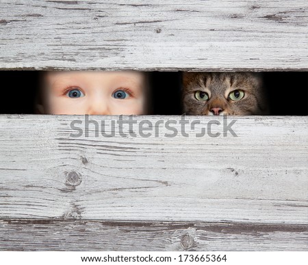 little boy and the cat looking between the gap of the boards