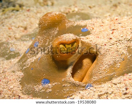 head of blue spotted sting ray