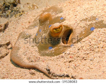 head of blue spotted sting ray