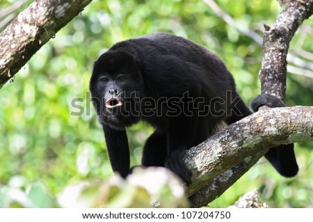 An adult black Howler monkey on a tree howling at Costa Rica.