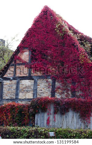 german house frame house covered in vine colored red by autumn