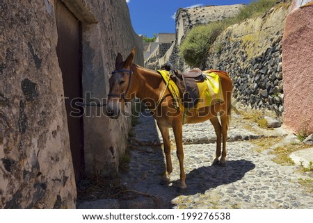 donkey on stairs of town, traditional Greek life series, Santorini