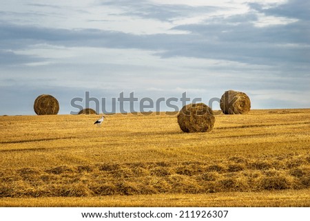 Rolls of hay on the field after harvest end stork