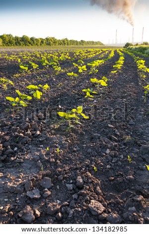 Rows of germinating sunflower against a black ground and smoking chimneys