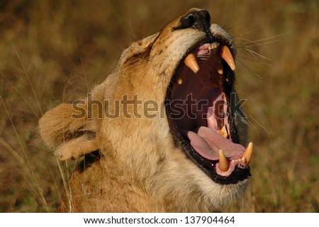 A lioness lazily yawns and stretched right after dawn in the Kruger National park - South Africa.