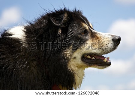 Side view close up of sheepdog looking ahead with mouth part open and slightly wet coat in parts