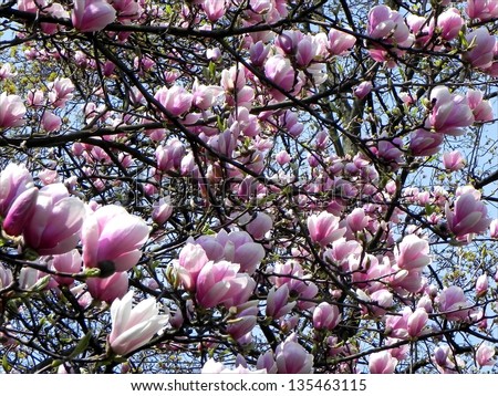 Many Magnolia flowers blossom in the Magnolia treetop/Magnolia treetop