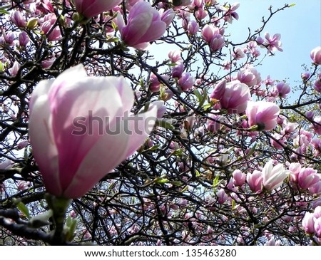 Look on the magnolia tree in full spring blossom/Magnolia tree
