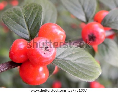 Close view on the red rose hip characteristic for Japan with green leaf bush. Japan rose hip