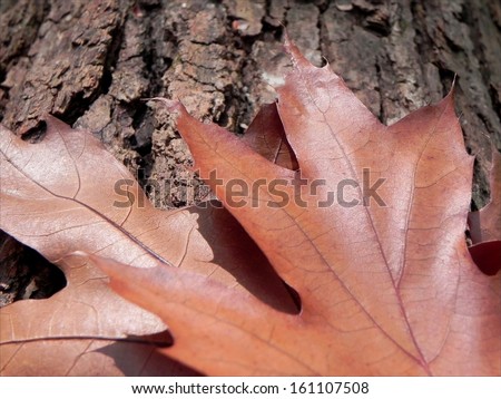 Fallen brown Oak leafs on the Oak tree peel describe autumnal atmosphere/Fallen Oak leafs