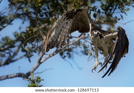 Osprey takes off and is coming right for the camera