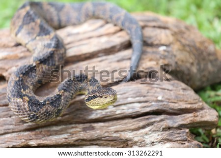 Similar – Foto Bild Südamerikanische Bushmaster-Schlange in der Natur