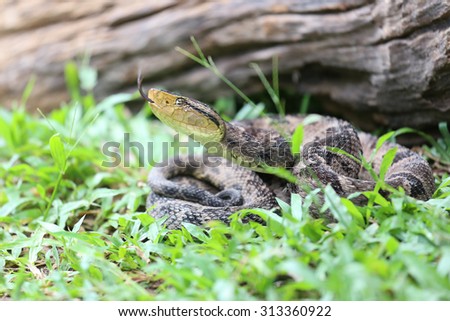 Similar – Foto Bild Südamerikanische Bushmaster-Schlange in der Natur