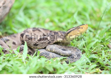 Similar – Foto Bild Südamerikanische Bushmaster-Schlange in der Natur